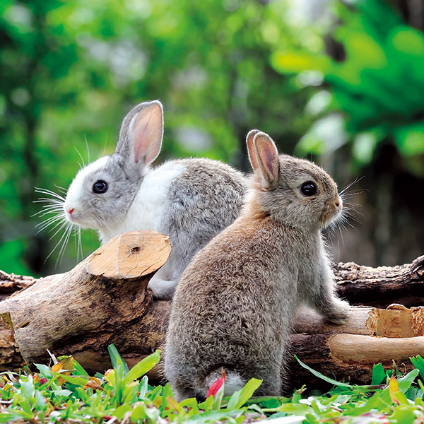 DIE OSTERZEIT AUF BURG REICHENSTEIN GENIEßEN